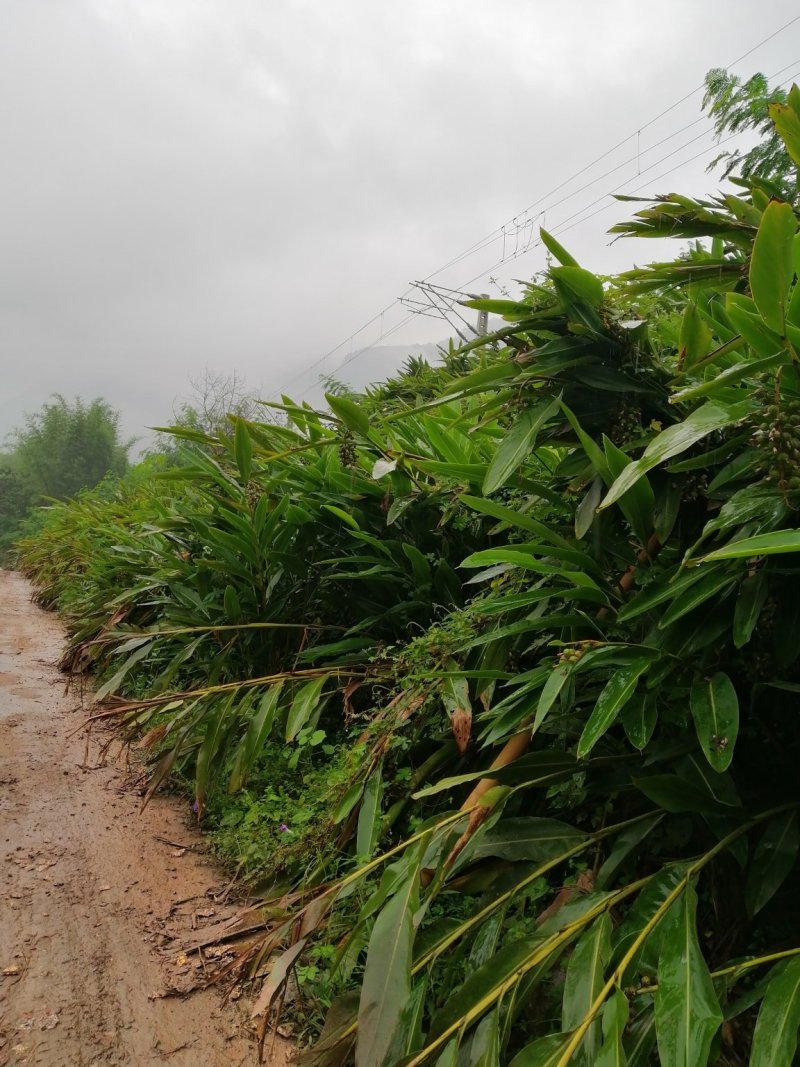 鲜果香砂仁