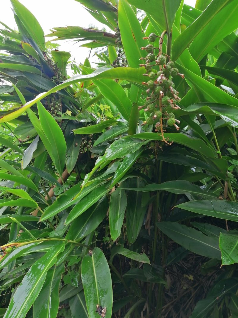 鲜果香砂仁