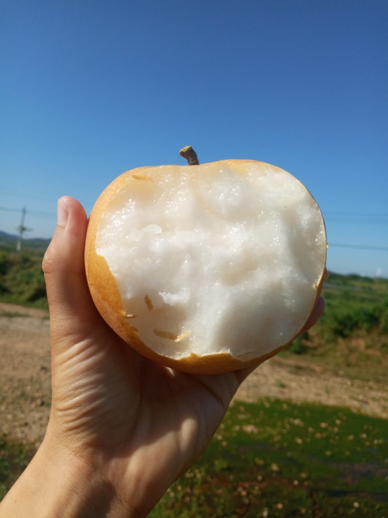 山东莱阳秋月梨化渣好糖度高批发零售落地配整车