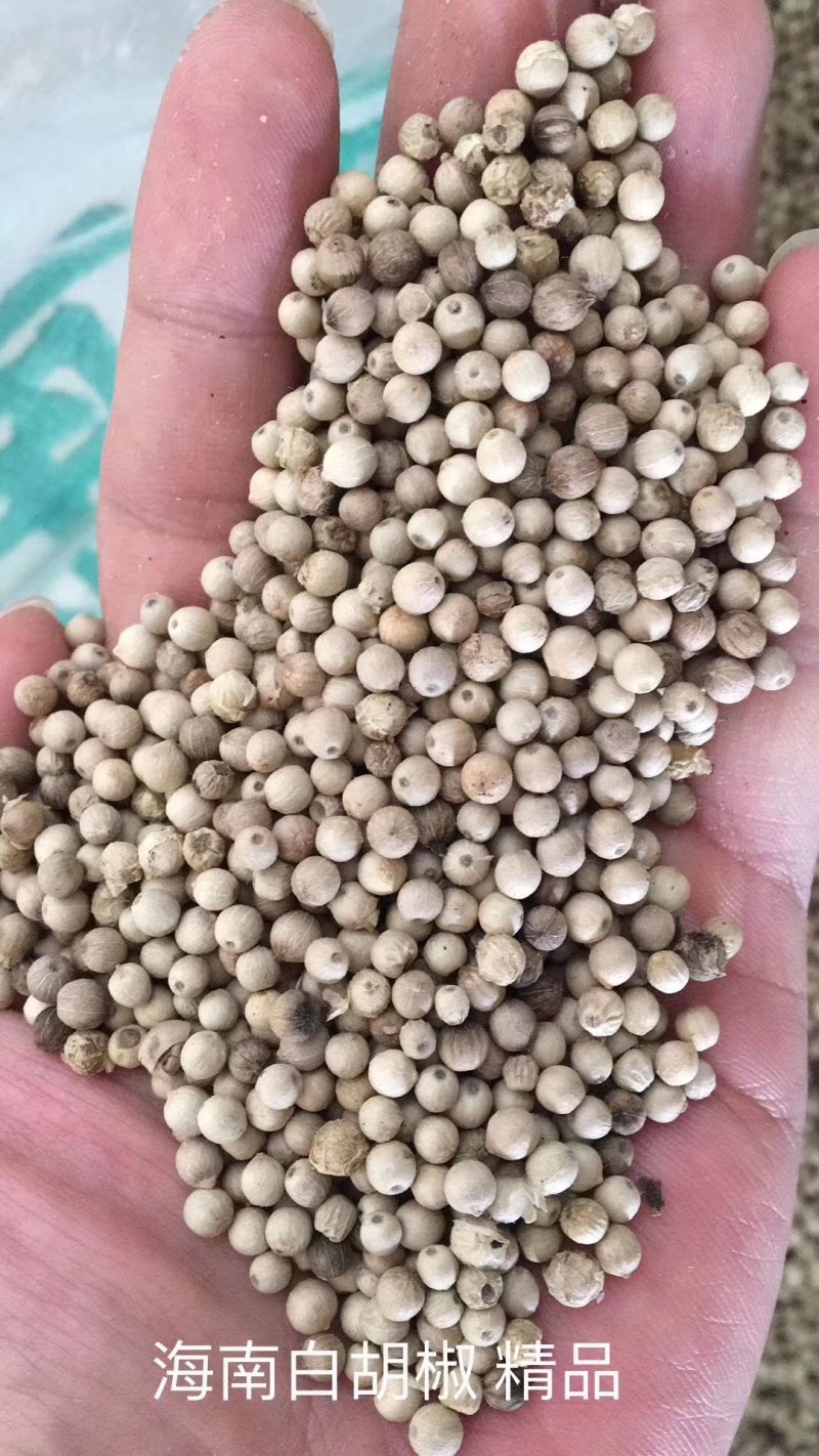 胡椒海南白胡椒颗粒饱满无杂质产地直供一件代发。