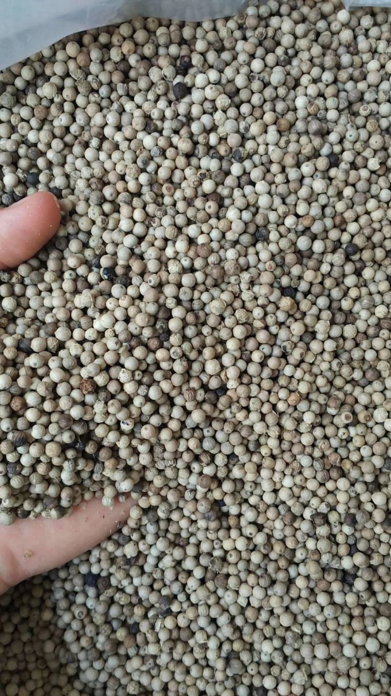 胡椒海南白胡椒颗粒饱满无杂质产地直供一件代发。