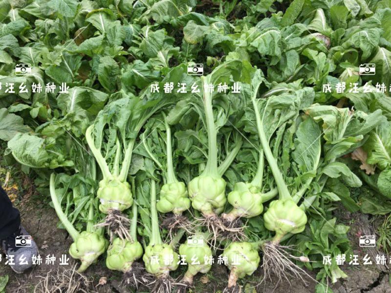 榨菜种子芥菜头种子产量高口感好颜色绿适合基地种植