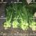榨菜种子芥菜头种子产量高口感好颜色绿适合基地种植