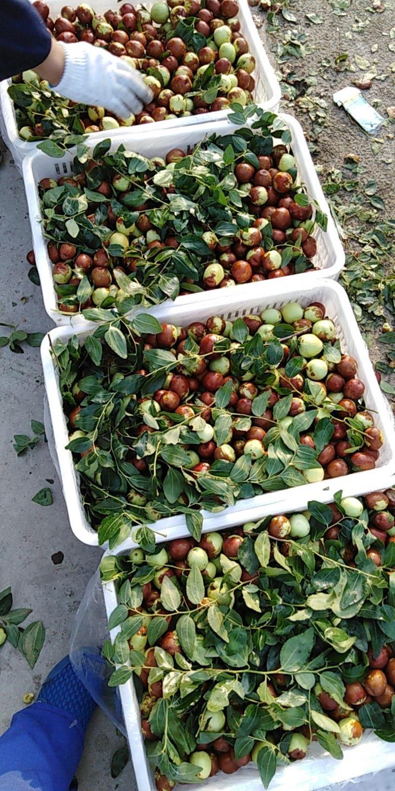 预售山东富硒大梨枣，万亩种植基地，完全自然成熟，口感脆甜