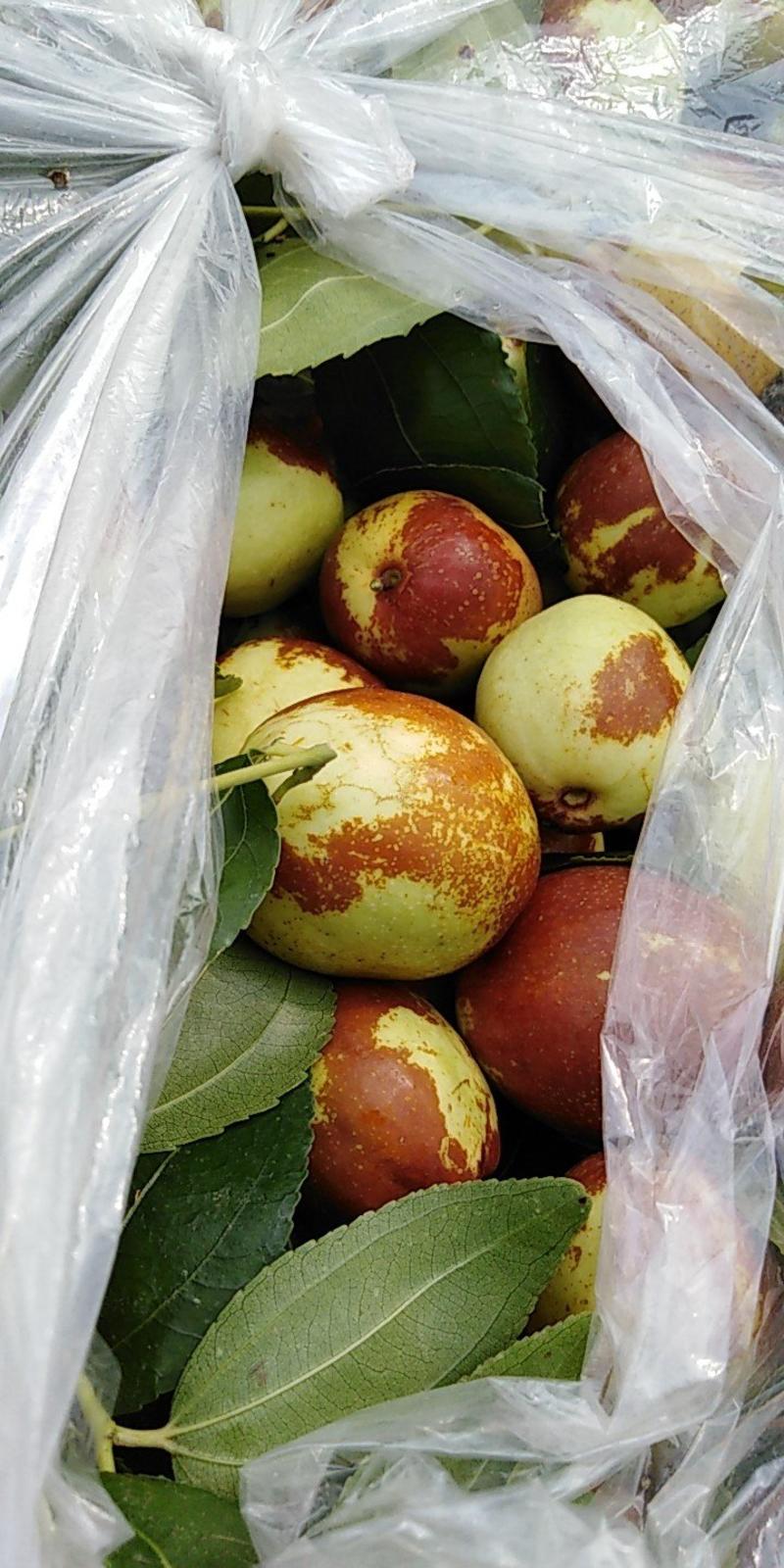 预售山东富硒大梨枣，万亩种植基地，完全自然成熟，口感脆甜