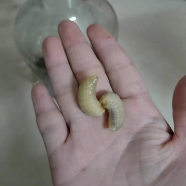 蜂蛹（虎头蜂又叫胡蜂）