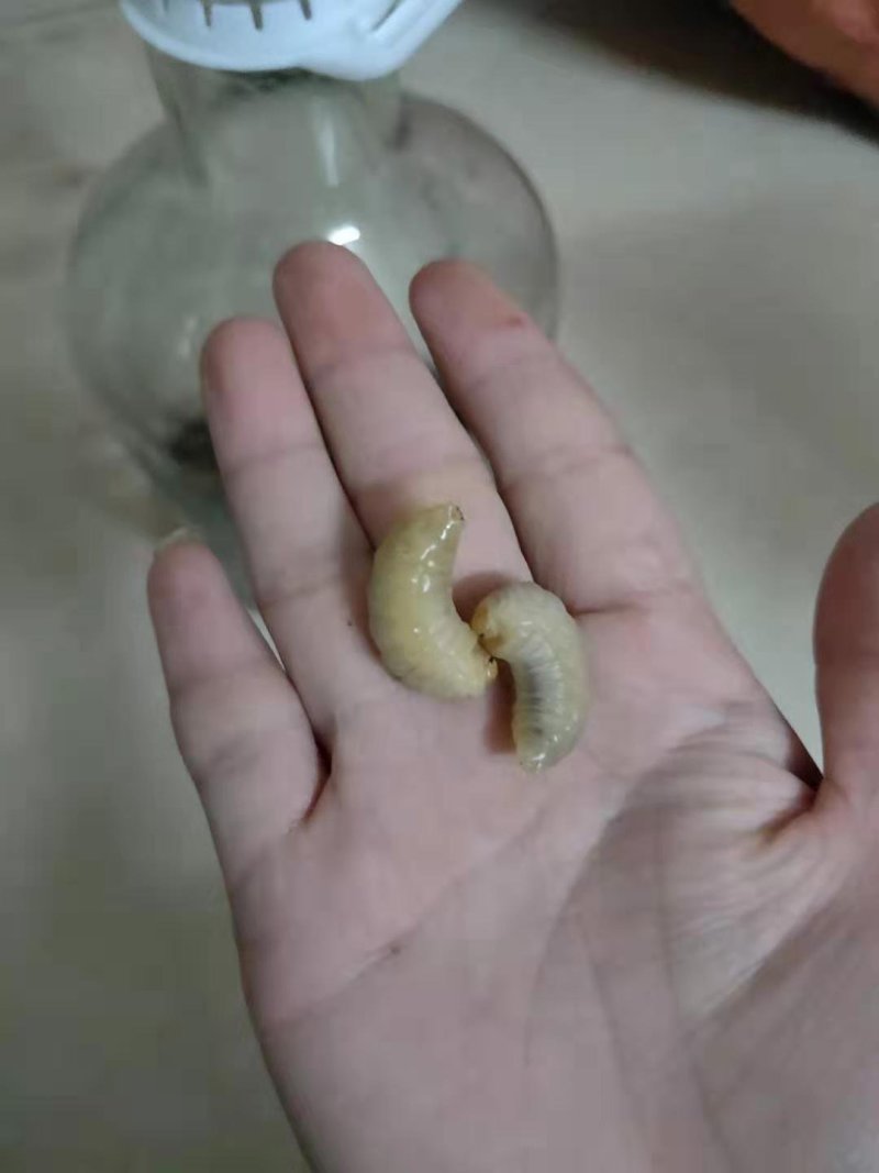 蜂蛹（虎头蜂又叫胡蜂）