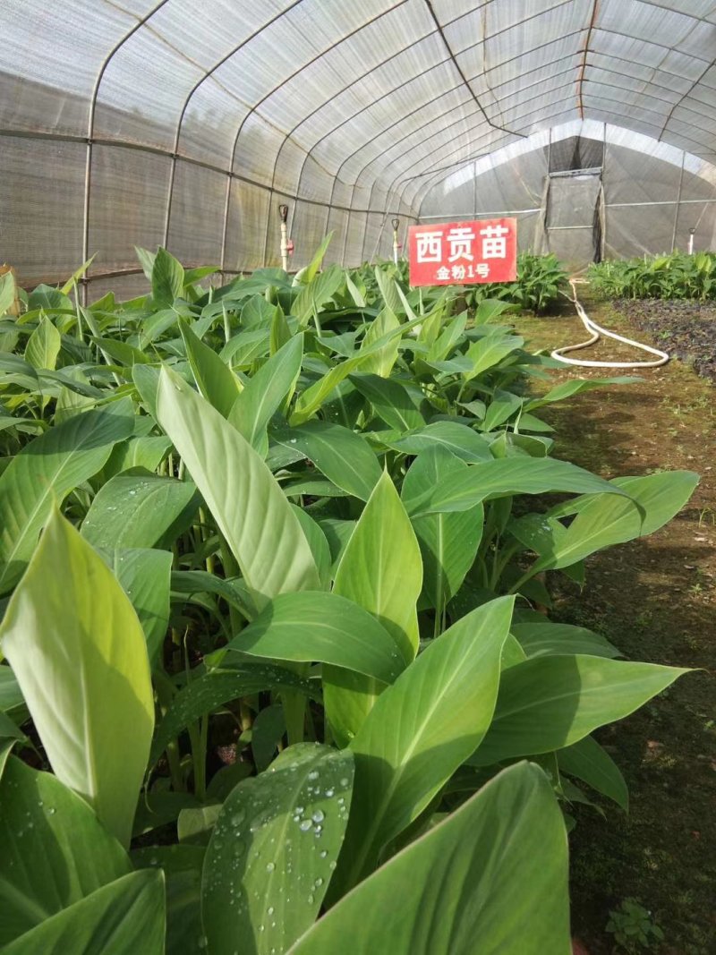 皇帝蕉苗香蕉苗粉蕉苗西贡蕉苗金粉一号西贡蕉苗