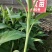 皇帝蕉苗香蕉苗粉蕉苗西贡蕉苗金粉一号西贡蕉苗