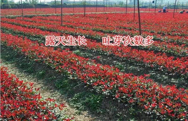 石楠苗红叶石楠红叶石楠树苗小苗批发红叶石楠苗