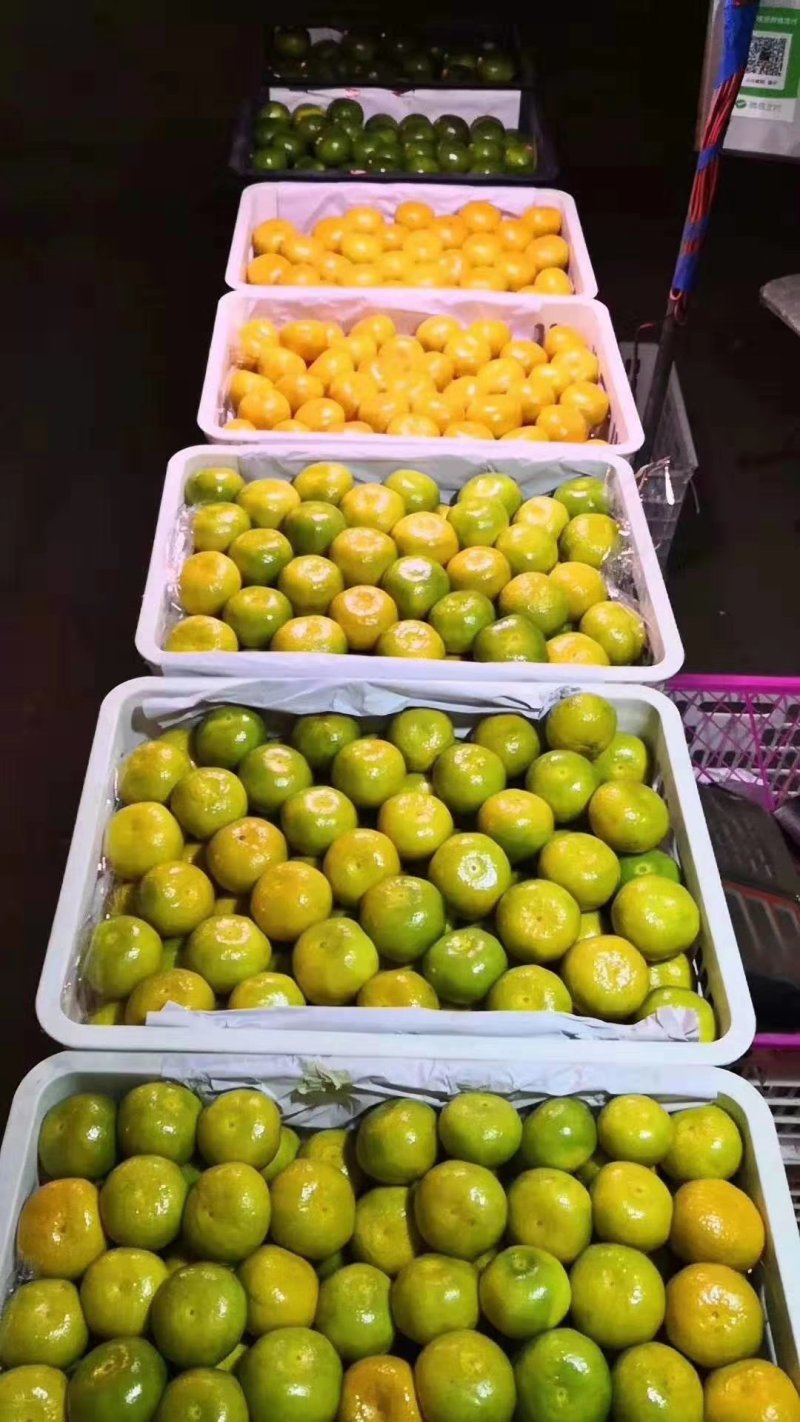 【特早蜜橘】皮薄汁多无核化渣产地供应货源充足对接全国