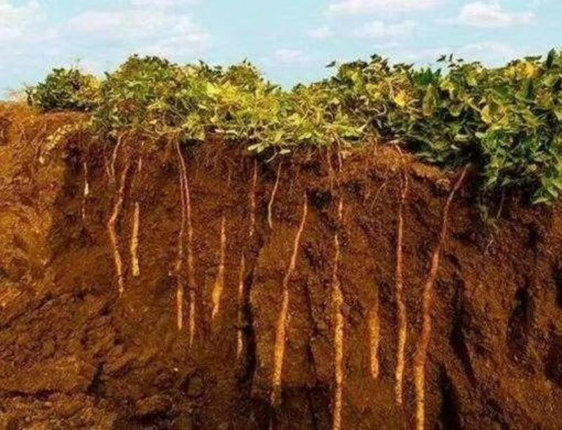 新鲜采挖的怀庆府温县垆土地铁棍山药！欢迎电商微商一件代发