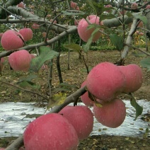 红富士苹果