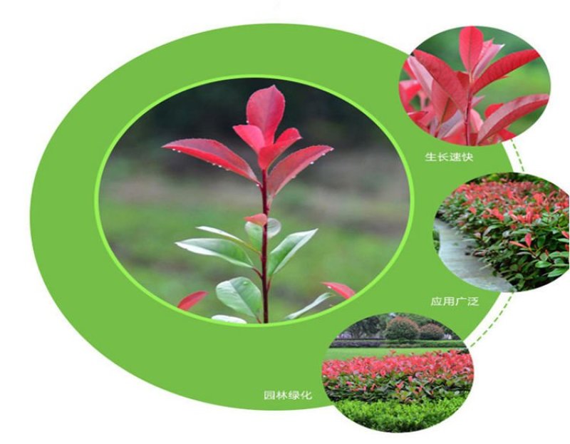 石楠苗红叶石楠红叶石楠树苗小苗批发红叶石楠苗