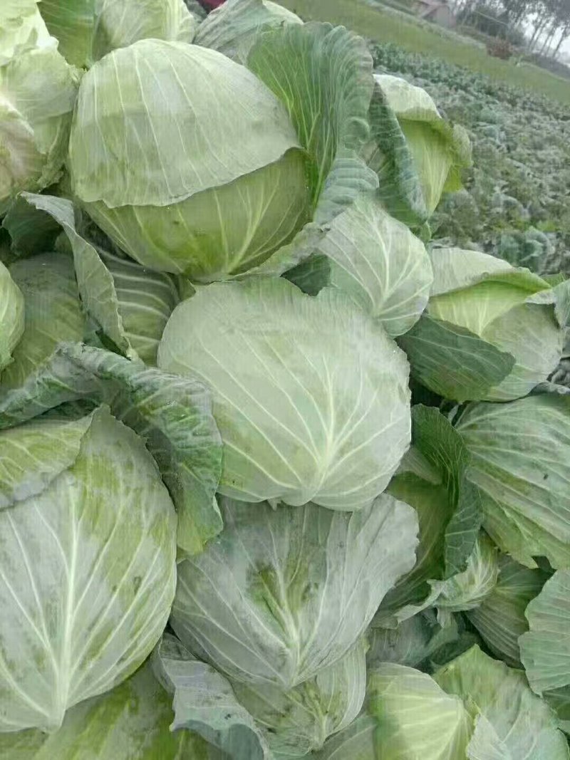 包菜甘蓝大量上市啦！