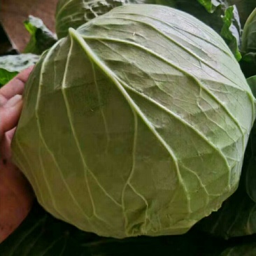 包菜甘蓝大量上市啦！