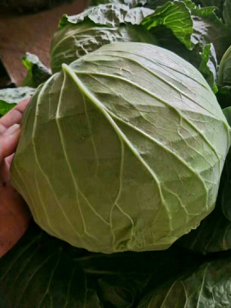 包菜甘蓝大量上市啦！