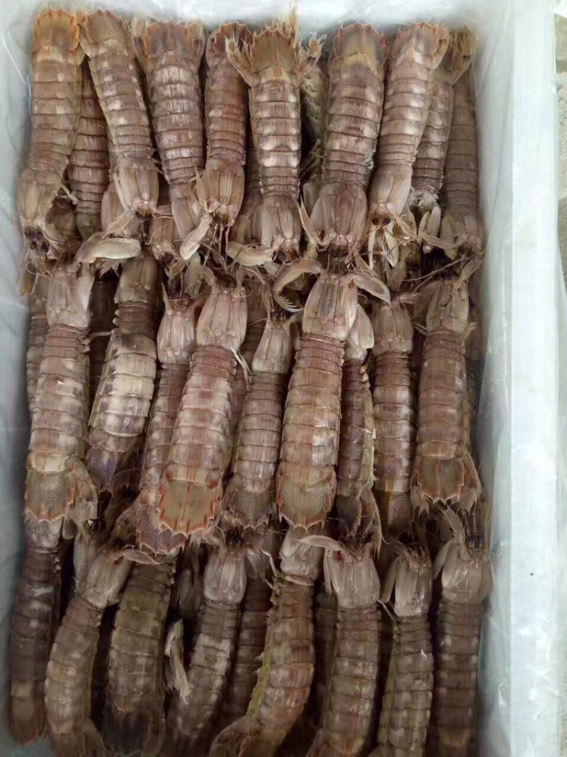 熟冻精品保肥皮皮虾，火锅底料，自助餐专用