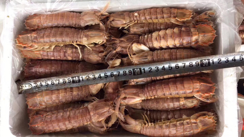 熟冻精品保肥皮皮虾，火锅底料，自助餐专用