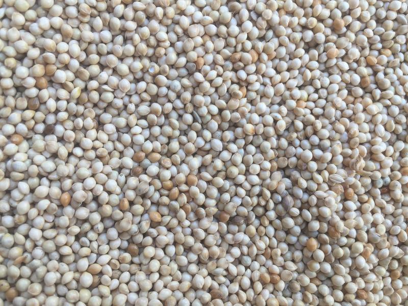 白糜子山西黍子米批发鸟食糜子米粉糜子2022新货产地直发