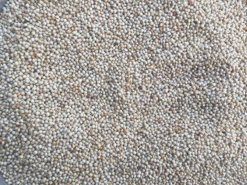 白糜子山西黍子米批发鸟食糜子米粉糜子2022新货产地直发