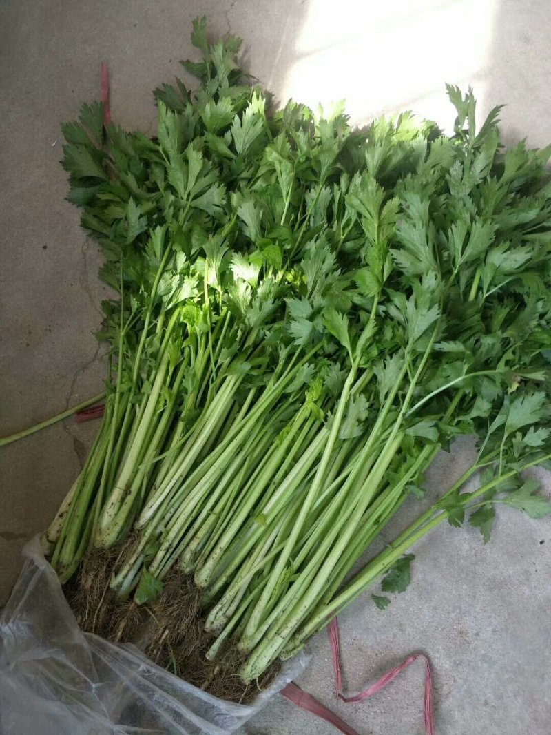 细芹菜