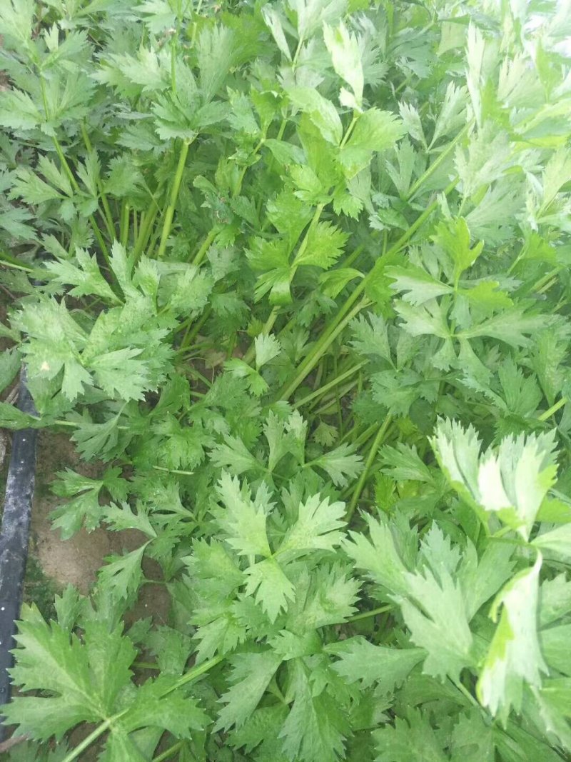细芹菜