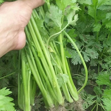 细芹菜