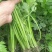 细芹菜