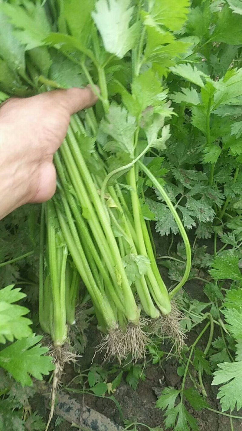 细芹菜