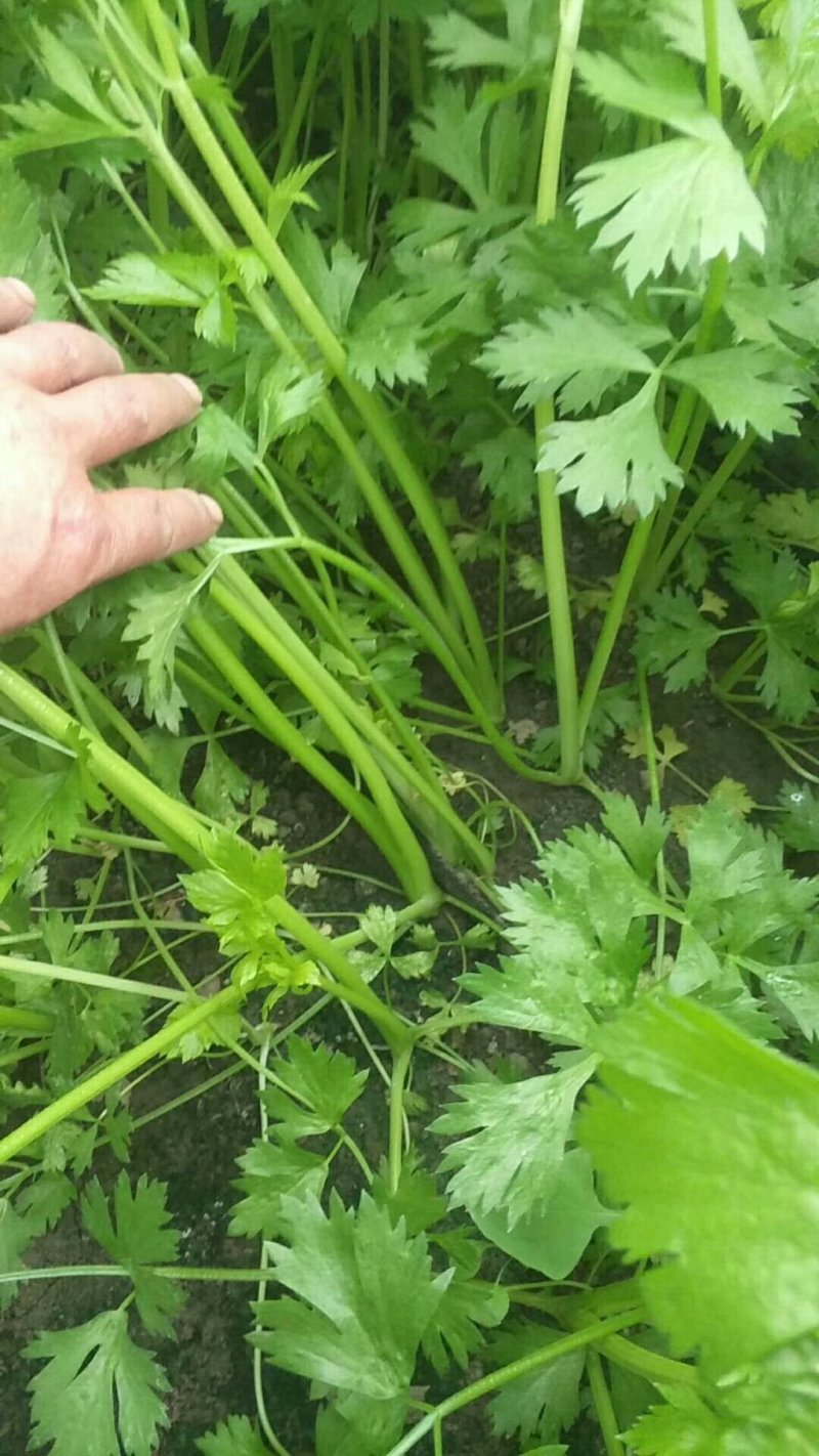细芹菜