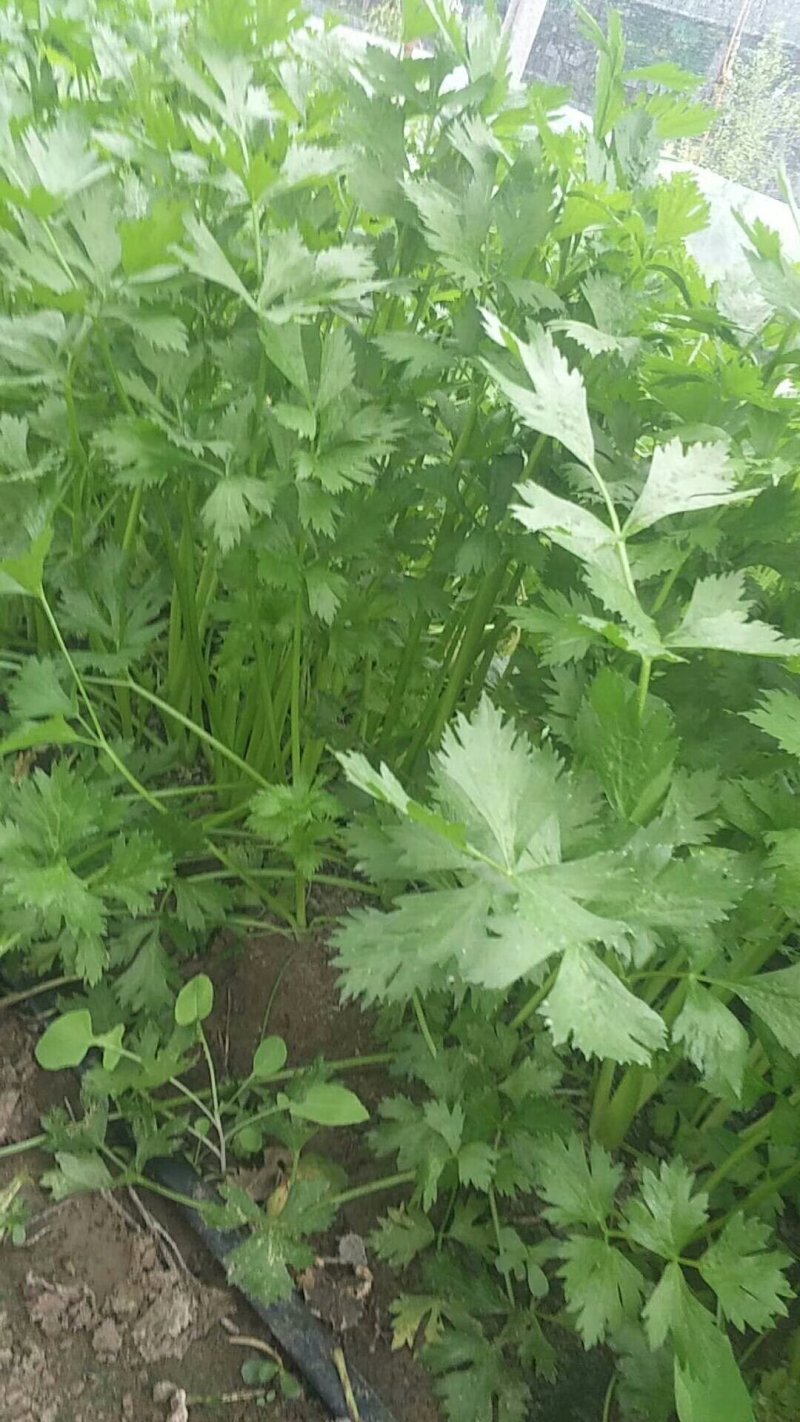 细芹菜