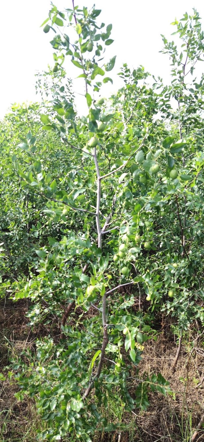 酸枣苗批发嫁接枣树占木酸枣种子价格量大优惠