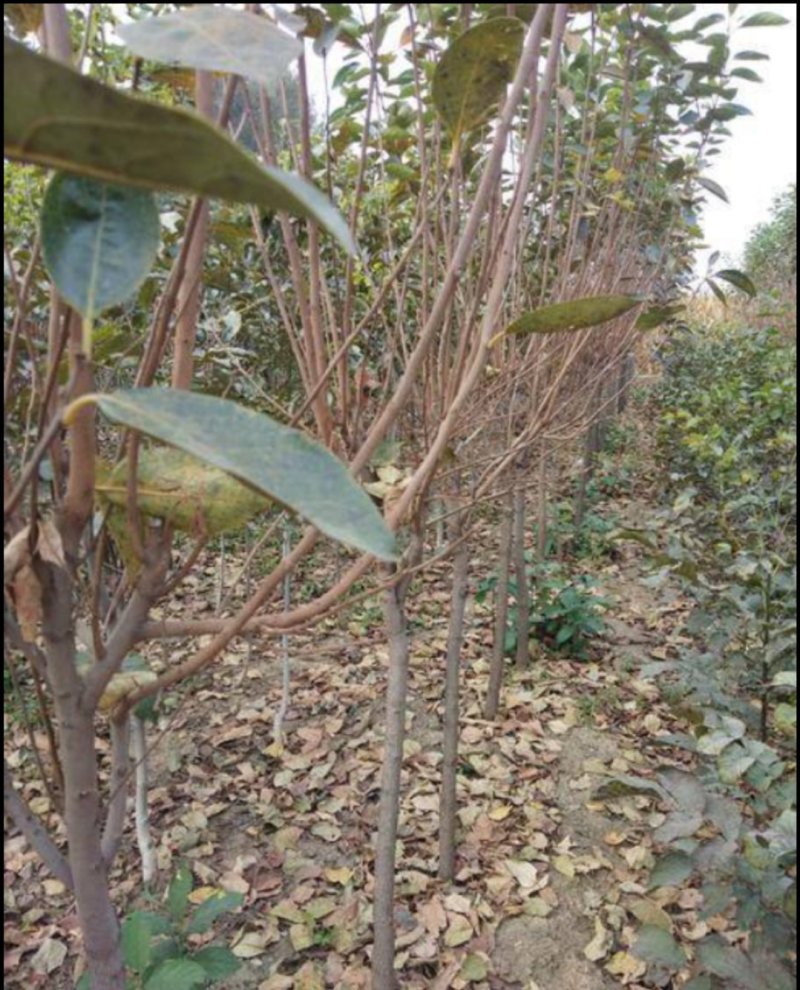 巧克力黑心柿子苗甜度高果实个头大包邮