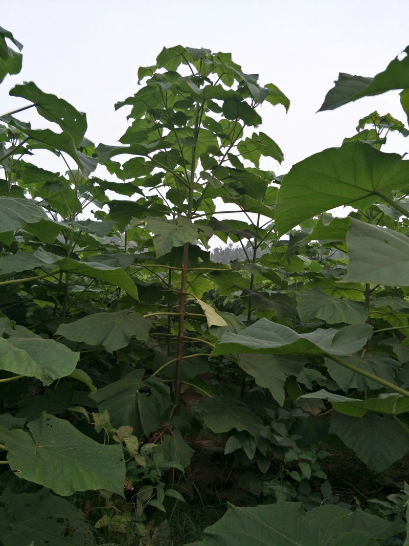 出售一年生杨苗桐树苗