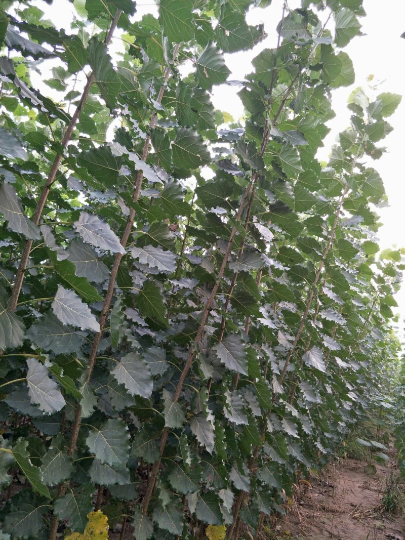 出售一年生杨苗桐树苗