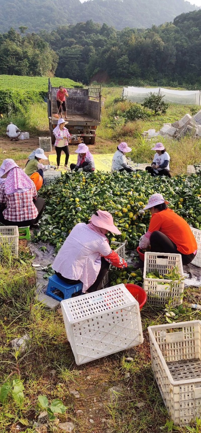 赣南蜜桔（寻乌县）