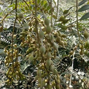山豆根种子