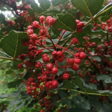茂县花椒大红袍茂县