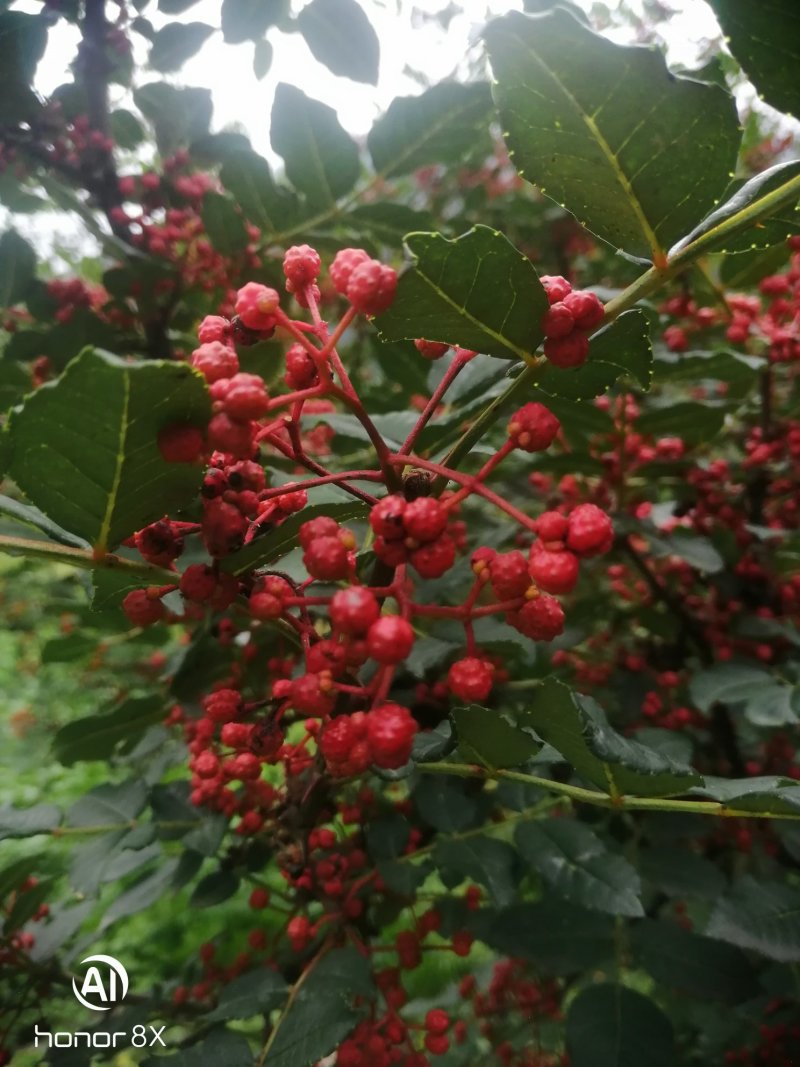 茂县花椒大红袍茂县