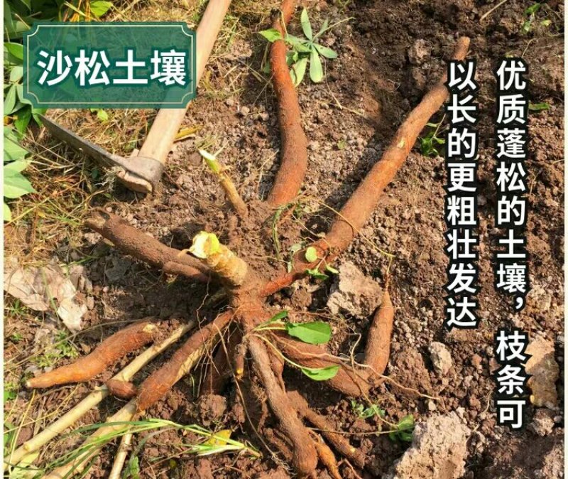 广西新鲜黄心黄肉木薯新鲜现挖甜品糖水一件代发60元