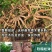 广西新鲜黄心黄肉木薯新鲜现挖甜品糖水一件代发60元