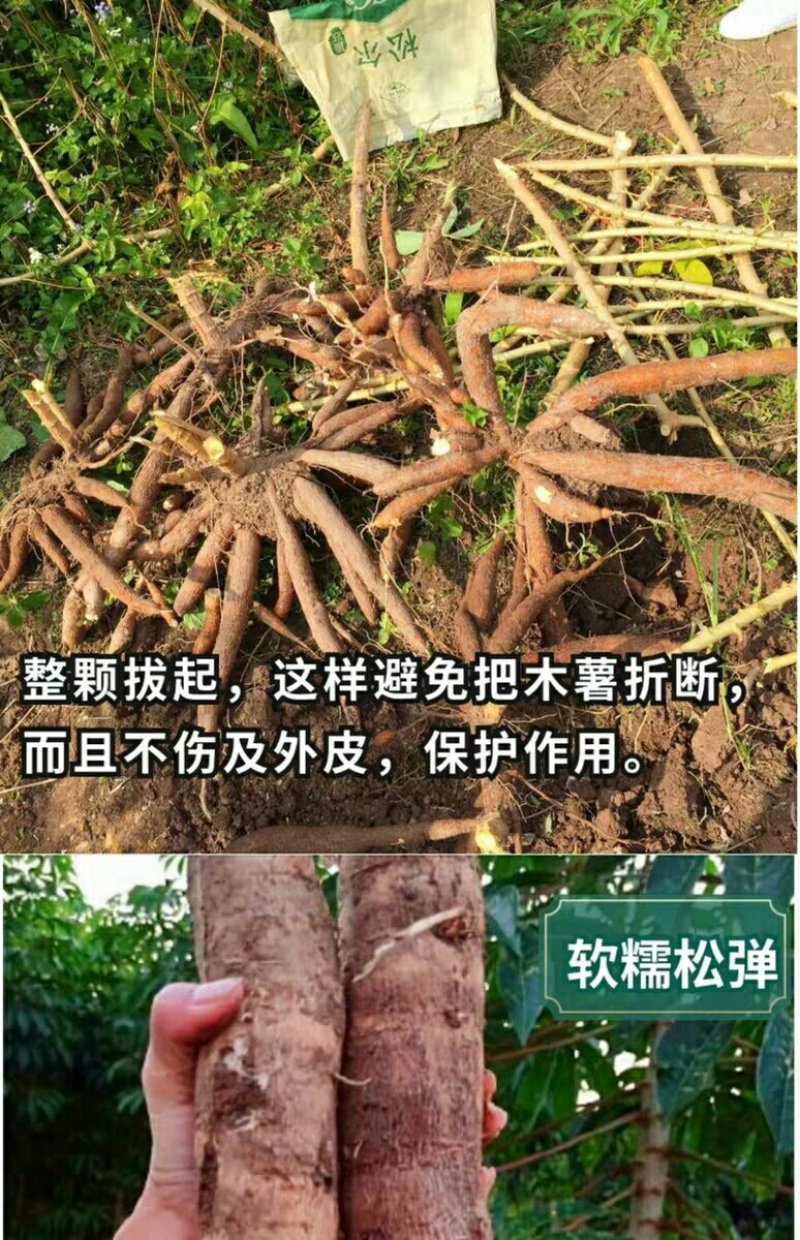 广西新鲜黄心黄肉木薯新鲜现挖甜品糖水一件代发60元