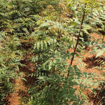 黄连木小苗，一年小苗，当年黄连木小苗，苗圃基地