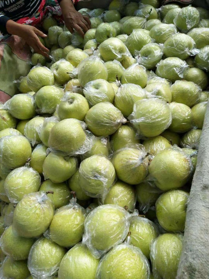 鸭梨，水晶梨