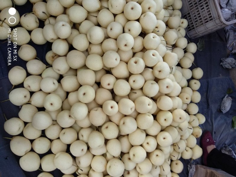 皇冠梨500g~600g