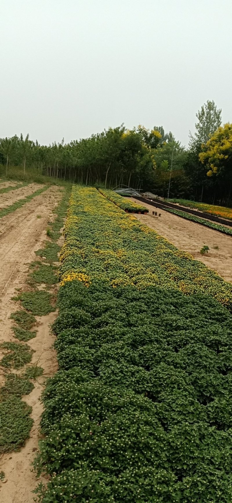 各种菊花出售，国庆造型专用，货源充足