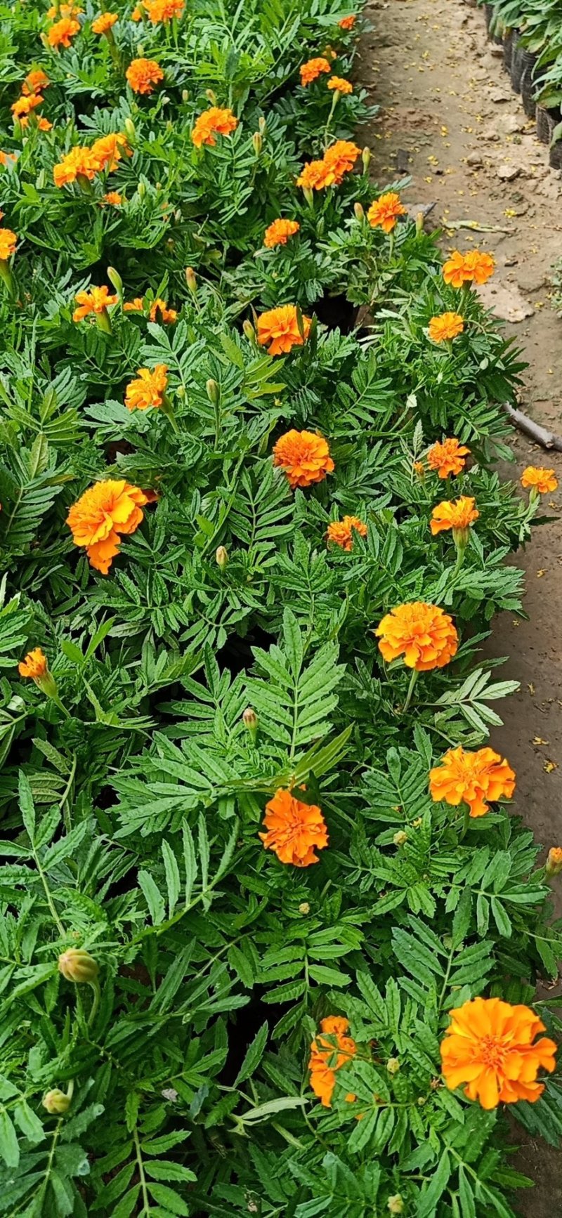 各种菊花出售，国庆造型专用，货源充足