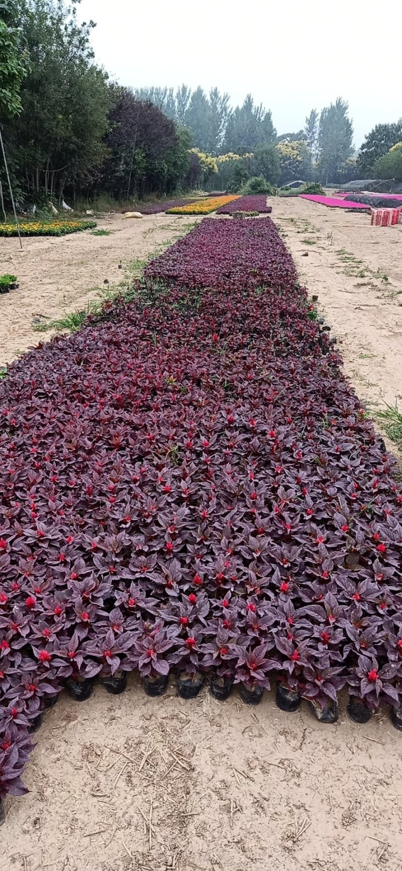 各种菊花出售，国庆造型专用，货源充足