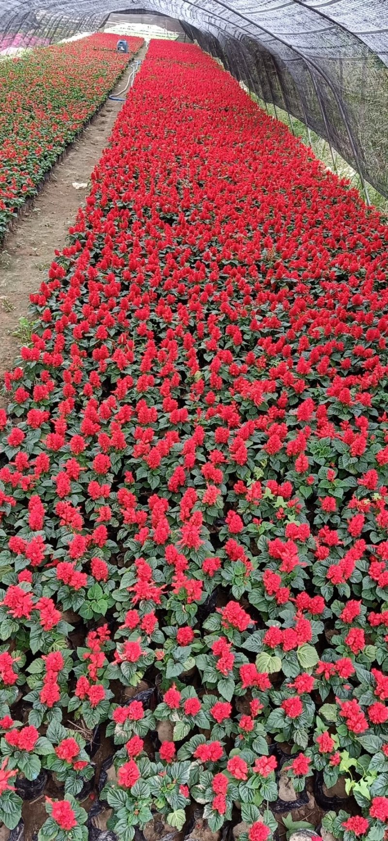 各种菊花出售，国庆造型专用，货源充足